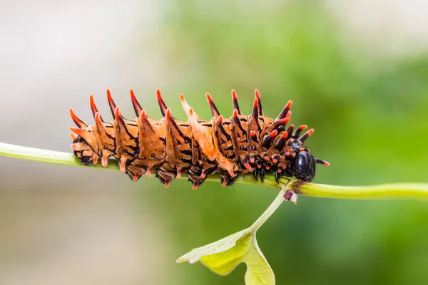 Gouden vogelvleugelvlinder (Troides aeacus) caterpillar — Stockfoto