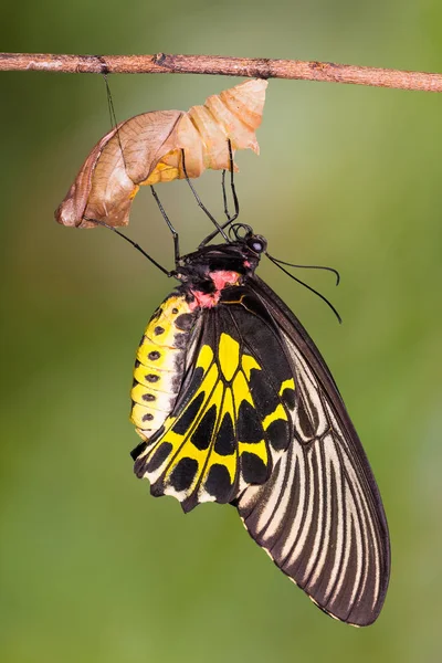Altın Birdwing (Troides aeacus) kelebek — Stok fotoğraf