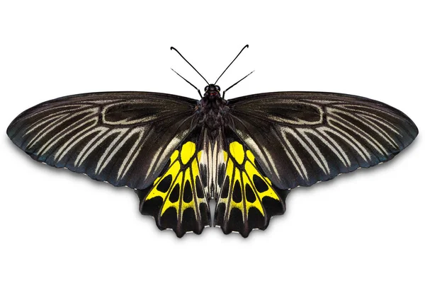 Золотий метелик Птіцекрили (Troides aeacus) — стокове фото