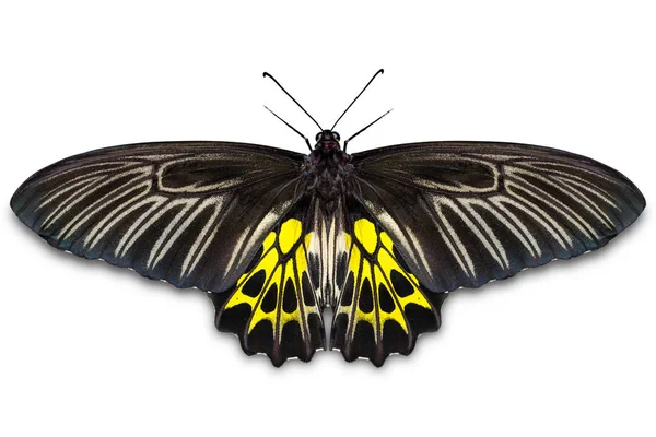 Oiseau doré (Troides aeacus) papillon — Photo