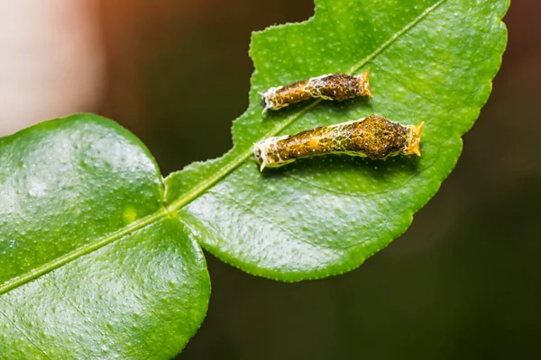Lime fjäril eller gemensamma Mormon larver — Stockfoto