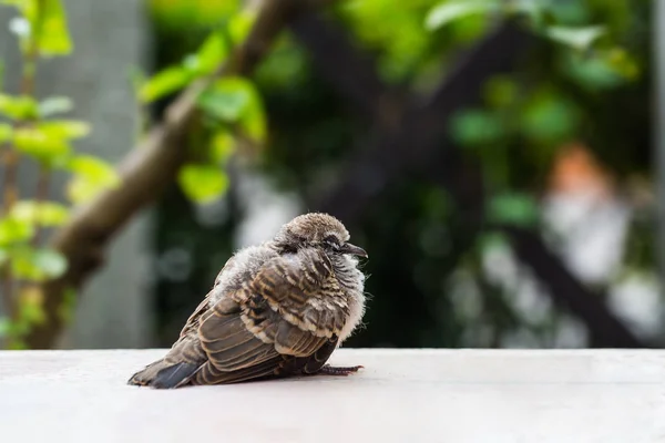 Ung Zebra dove (Geopelia striata) — Stockfoto