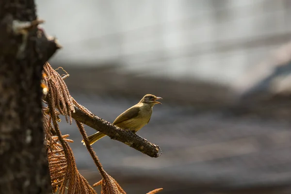 Uccello di Bubul (Pycnonotus blanfordi) dalle orecchie striate — Foto Stock