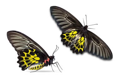 Altın Birdwing (Troides aeacus) kelebek