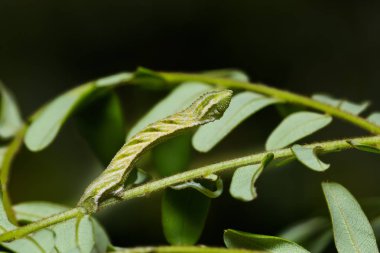 Pingasa ruginaria tırtıl