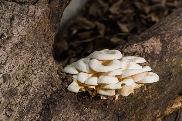 White mushrooms in nature — Stock Photo, Image