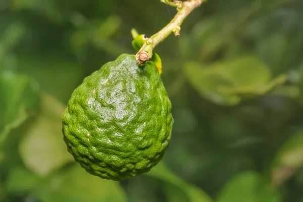 Kaffir lime (Citrus hystrix) fruit — Stock Photo, Image