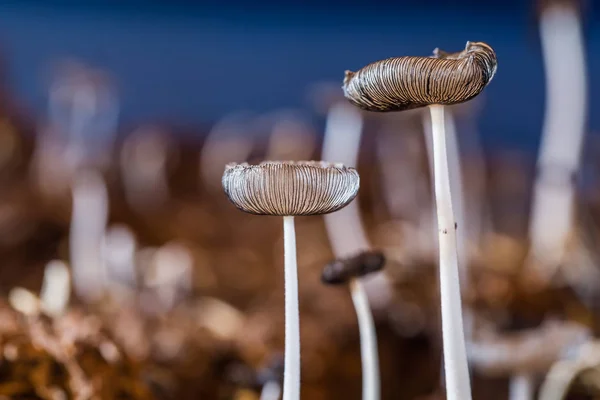 Mushrooms in nature — Stock Photo, Image
