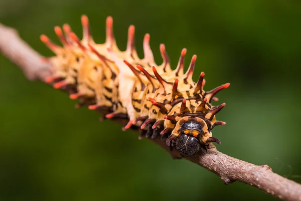 Gyllene Birdwing (Troides aeacus) caterpillar — Stockfoto