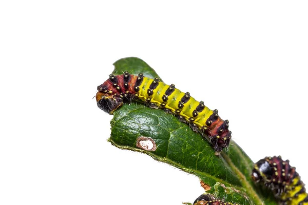 Lagartas Cyclosia panthona — Fotografia de Stock