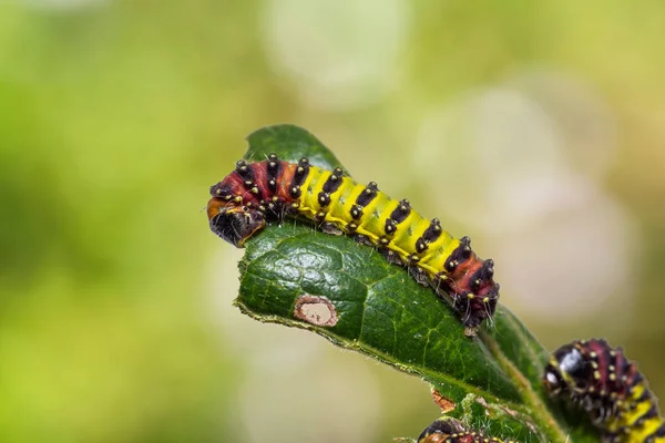 Cyclosia panthona caterpillars — Stock Photo, Image