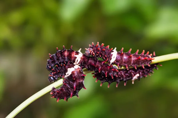 Common Rose (Pachliopta aristolochiae) caterpillars — Stock Photo, Image