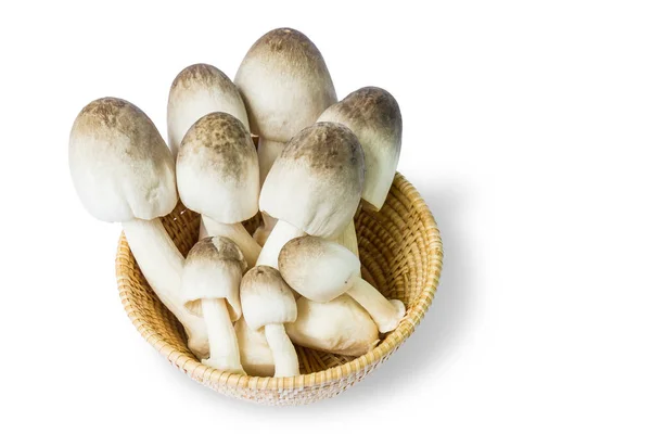 Premium Photo  Straw mushroom isolated on white background