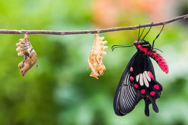 Wspólne rose butterfly (Pachliopta aristolochiae) — Zdjęcie stockowe