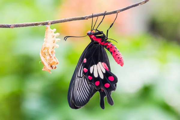 Rosa común (Pachliopta aristolochiae) mariposa — Foto de Stock