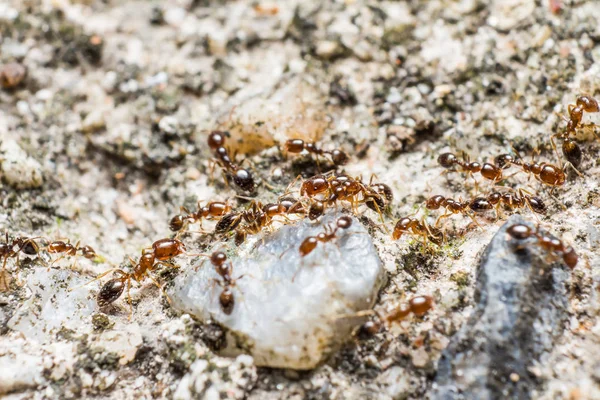 Красно-коричневые муравьи — стоковое фото