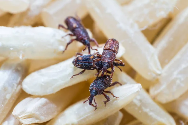 Rijst snuitkevers (Sitophilus oryzae) — Stockfoto