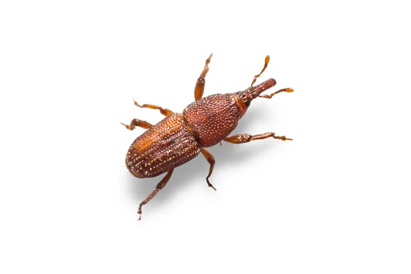 쌀 weevils (Sitophilus oryzae) — 스톡 사진