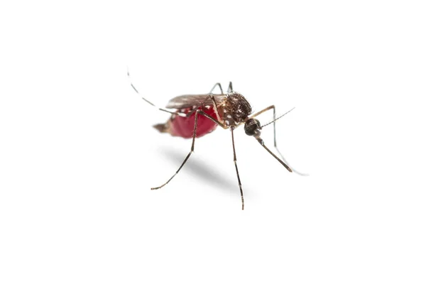 Żółta gorączka komara (Aedes aegypti) — Zdjęcie stockowe