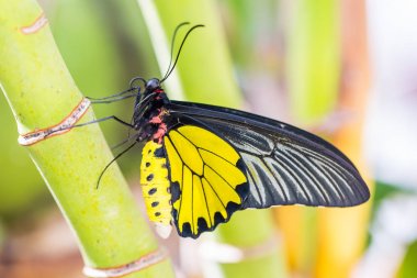 Erkek Golden Birdwing (Troides aeacus) kelebek