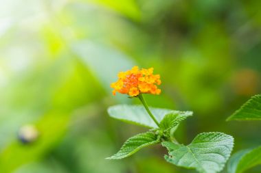 Lantana camara çiçek