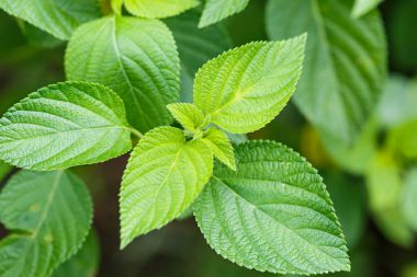 Lantana camara yaprakları