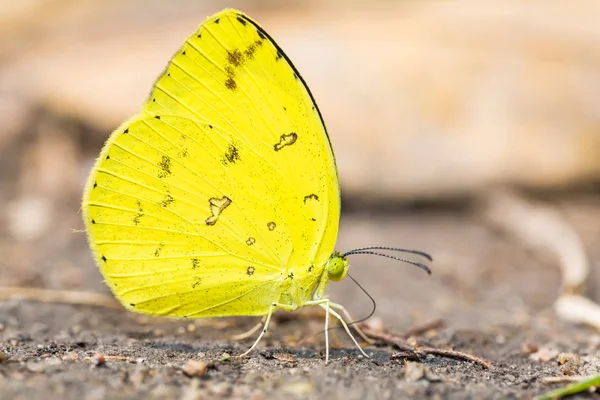 Borboleta amarela de grama comum — Fotografia de Stock