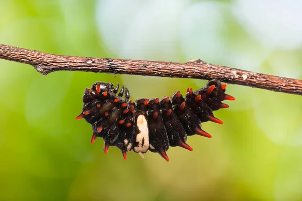 Wspólne Rose (Pachliopta aristolochiae) firmy caterpillar — Zdjęcie stockowe