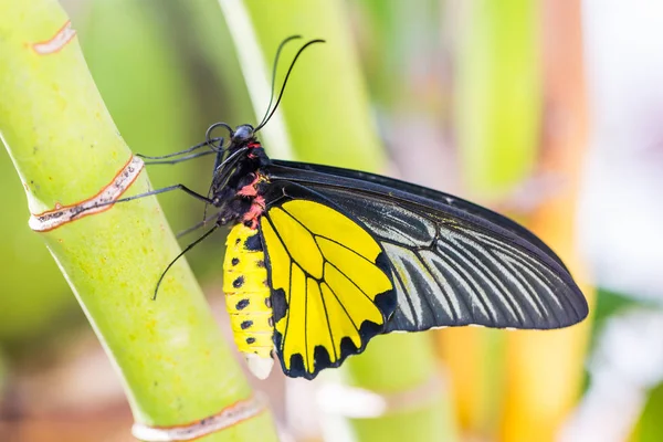 Mannelijke Golden vogelvleugelvlinder (Troides aeacus) vlinder — Stockfoto