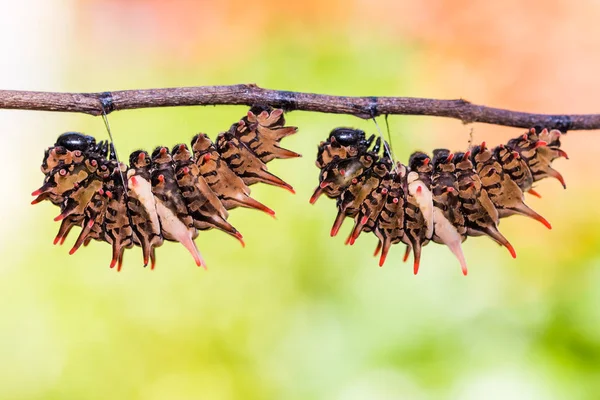 Golden Birdwing (Troides aeacus) caterpillars — Stock Photo, Image