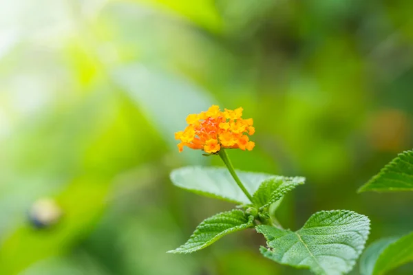 Lantana camara flower — Stock Photo, Image