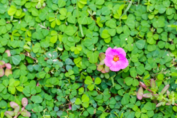 Rosa común flor de verdolaga —  Fotos de Stock