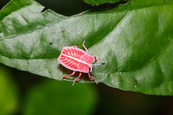 Bug Escudo Gigante Rosa (Tessaratomidae ) — Fotografia de Stock