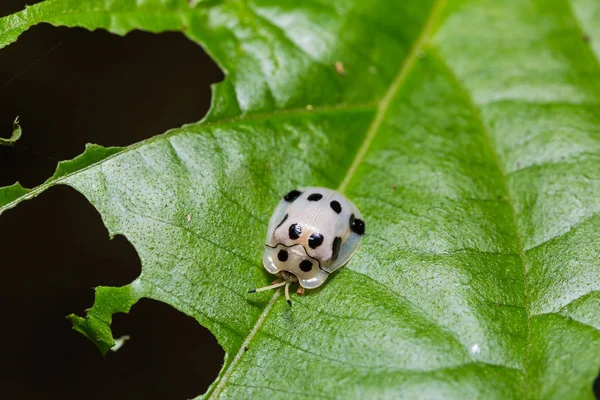 Schildkrötenkäfer (aspidimorpha sp).) — Stockfoto