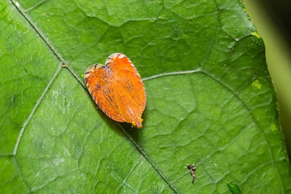 Narancsszínű planthopper (Lophopidae) — Stock Fotó