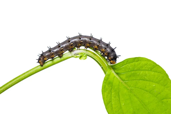Caterpillar kék árvácska (Junonia orithya) — Stock Fotó