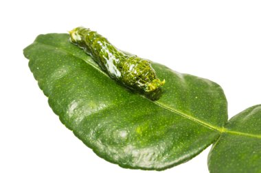 Büyük Mormon (Papilio memnon) caterpillar