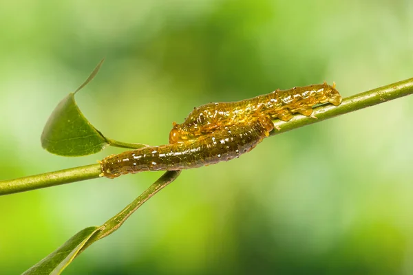 Young Banded Swallowtail (Papilio demolion) caterpillars — Stock Photo, Image