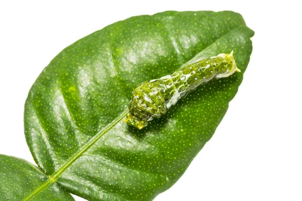 Büyük Mormon (Papilio memnon) caterpillar