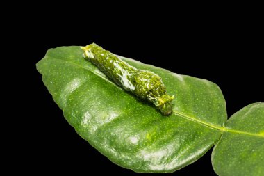 Büyük Mormon (Papilio memnon) caterpillar