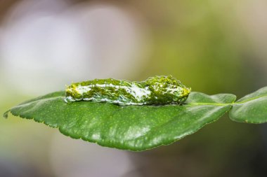 Büyük Mormon (Papilio memnon) caterpillar