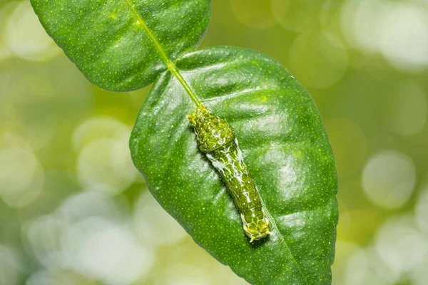 Büyük Mormon (Papilio memnon) caterpillar