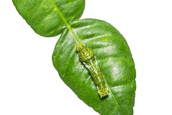 Świetne Mormona (Papilio memnon) firmy caterpillar — Zdjęcie stockowe