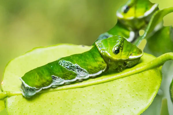Büyük Mormon (Papilio memnon) caterpillar
