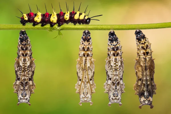 Leopard Lacewing (Cethosia cyane) pupae and caterpillar — Stock Photo, Image