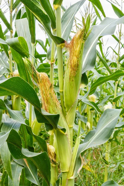 Mais auf dem Maiskolben — Stockfoto