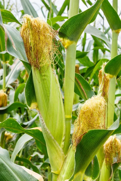 Mais auf dem Maiskolben — Stockfoto