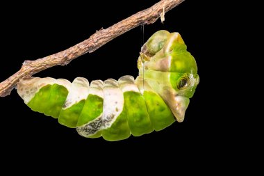 Büyük Mormon (Papilio memnon) caterpillar