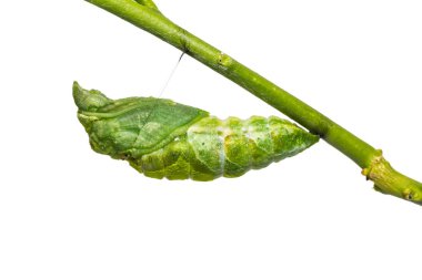 Büyük Mormon (Papilio memnon) pupa