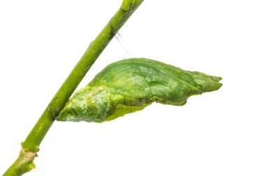 Büyük Mormon (Papilio memnon) pupa
